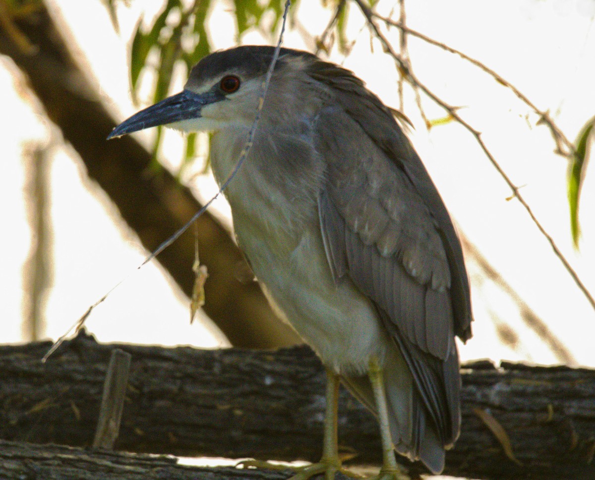 Black-crowned Night Heron - Don Carney