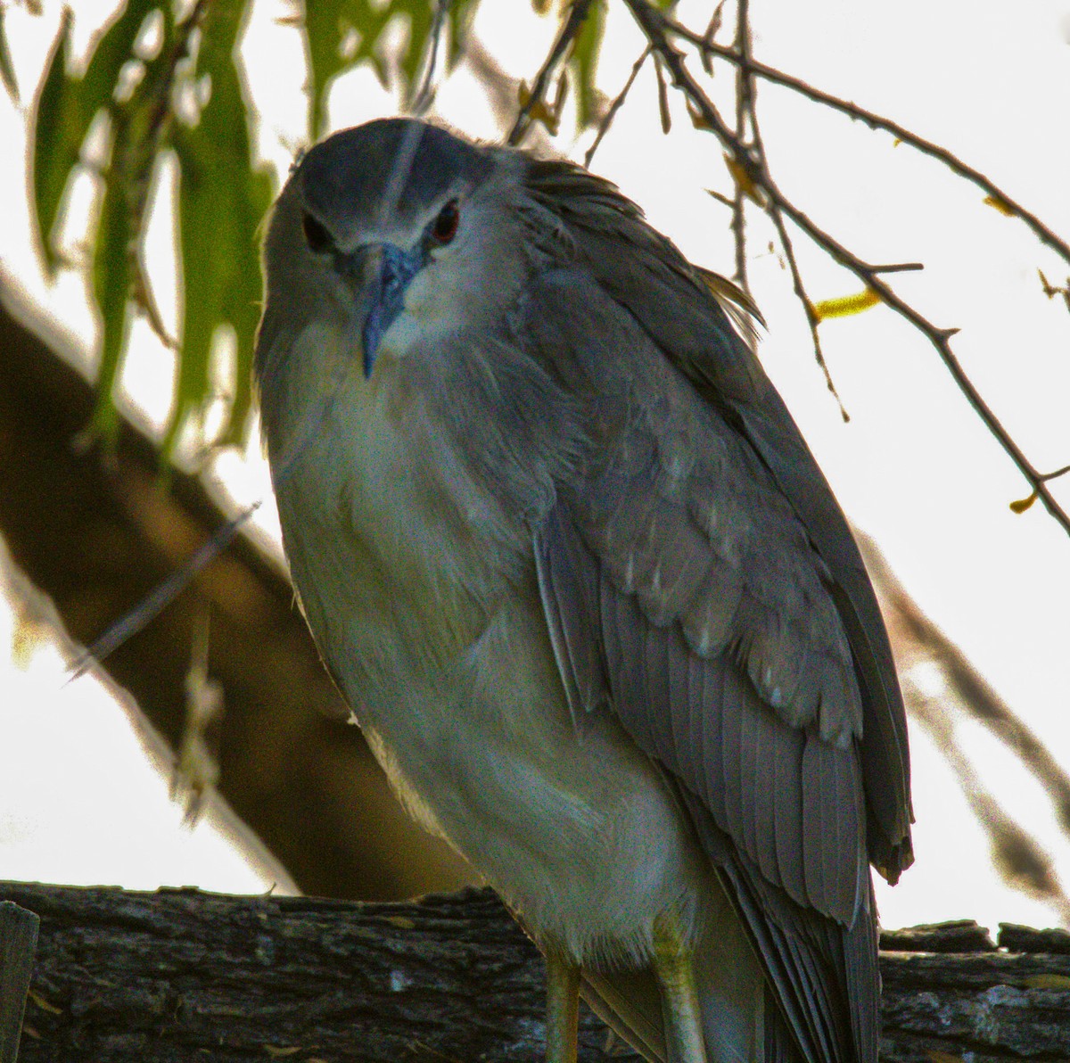 Black-crowned Night Heron - Don Carney