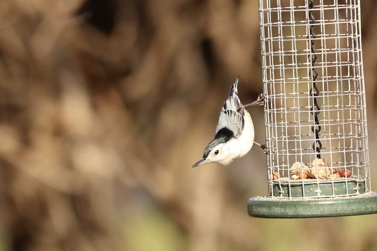 White-breasted Nuthatch (Eastern) - ML618458285
