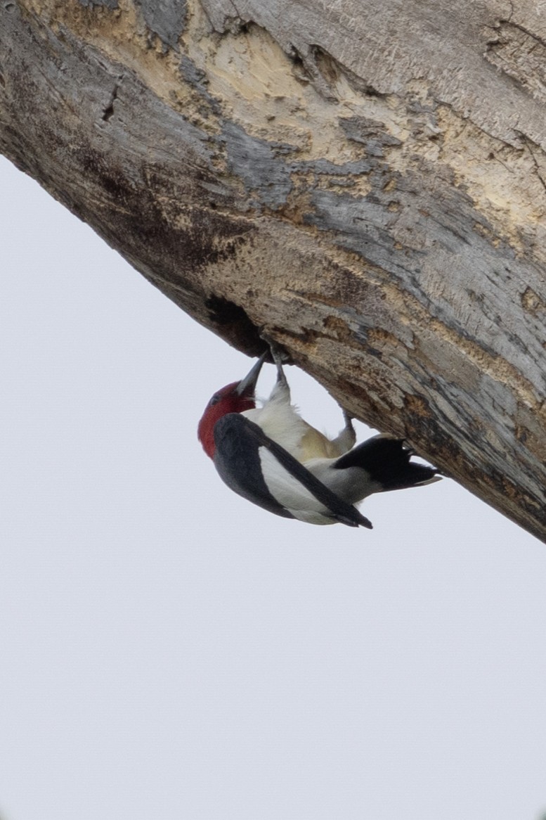 Red-headed Woodpecker - ML618458286