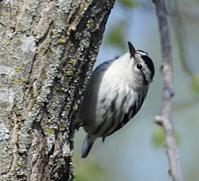 Black-and-white Warbler - ML618458351