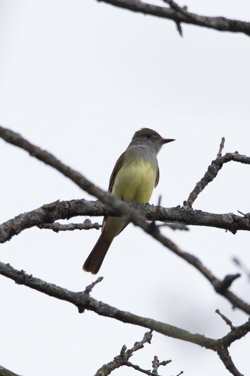 Great Crested Flycatcher - ML618458369
