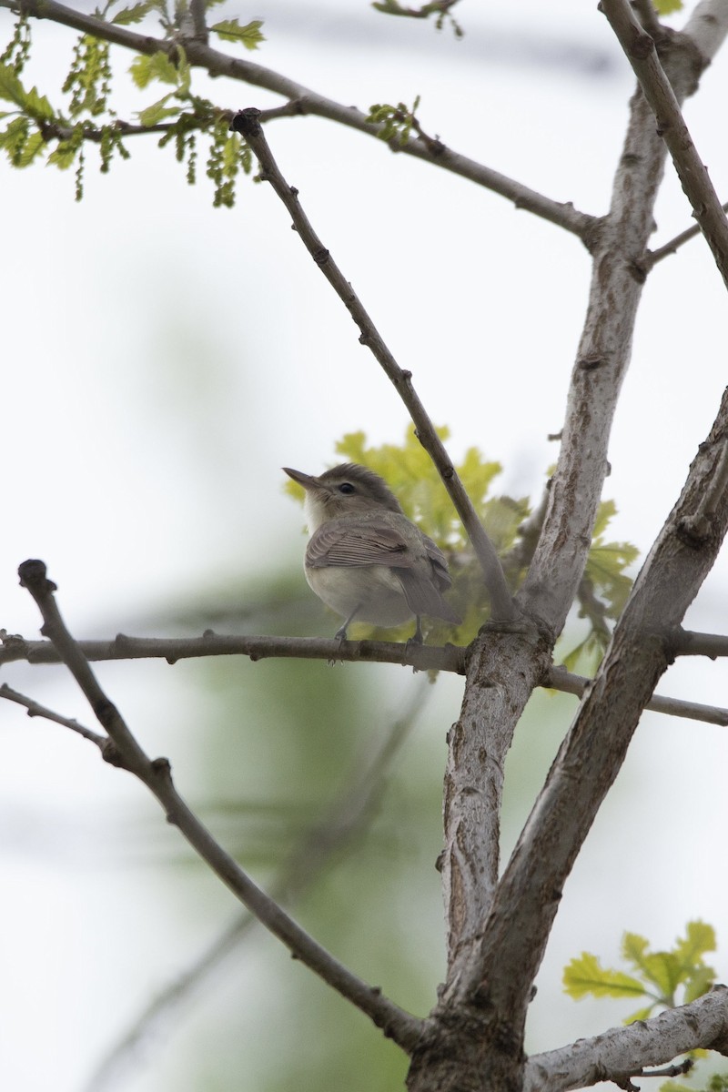 Warbling Vireo - Natalie Queally