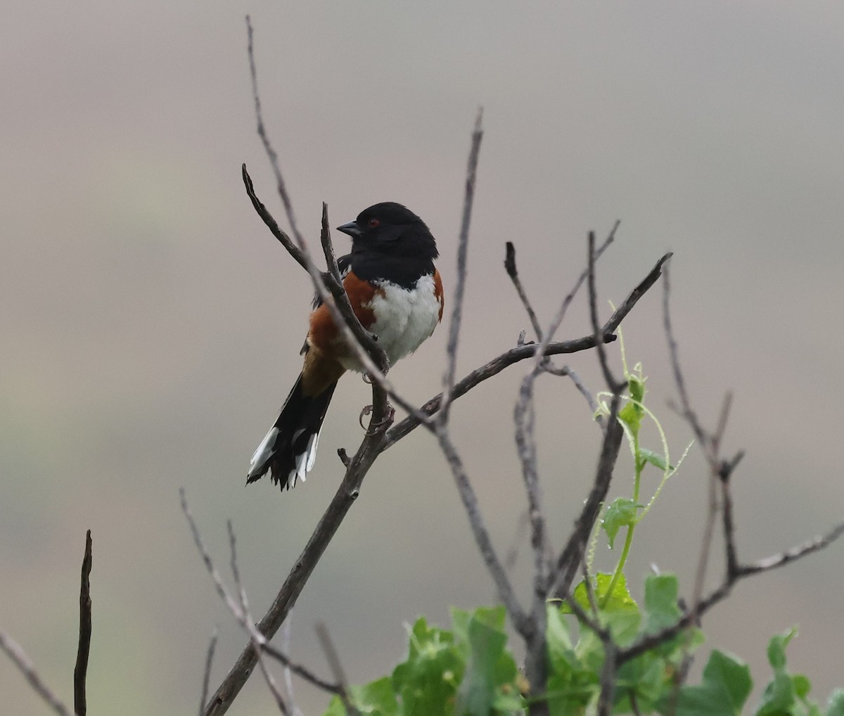 Spotted Towhee - ML618458448