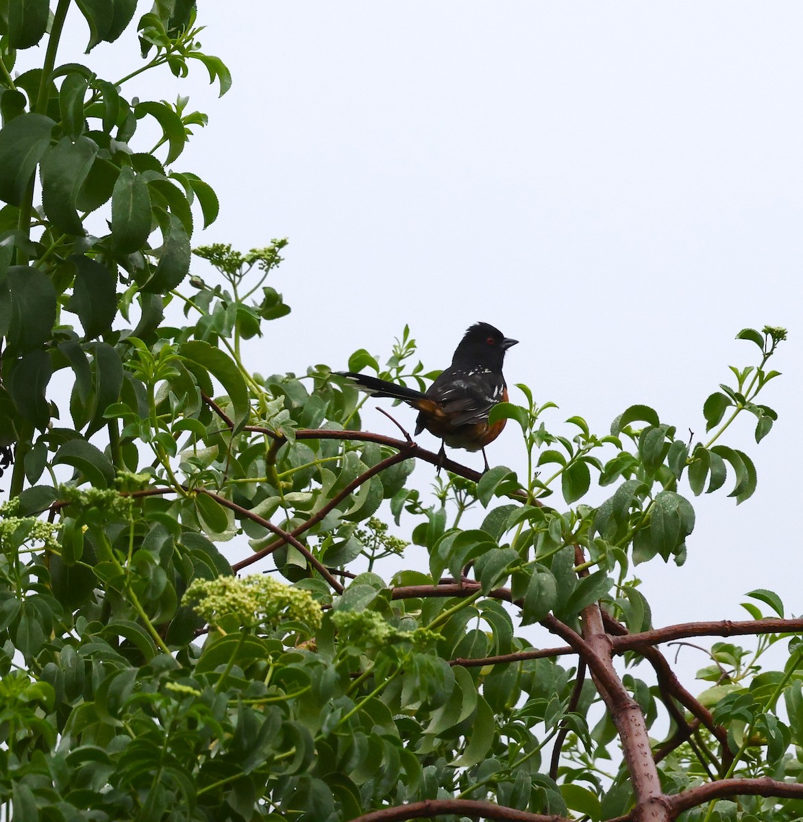 Spotted Towhee - ML618458449
