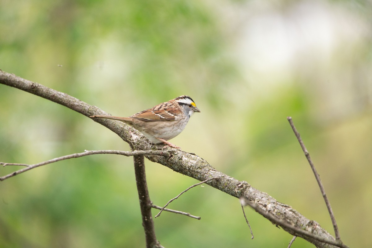 White-throated Sparrow - ML618458451