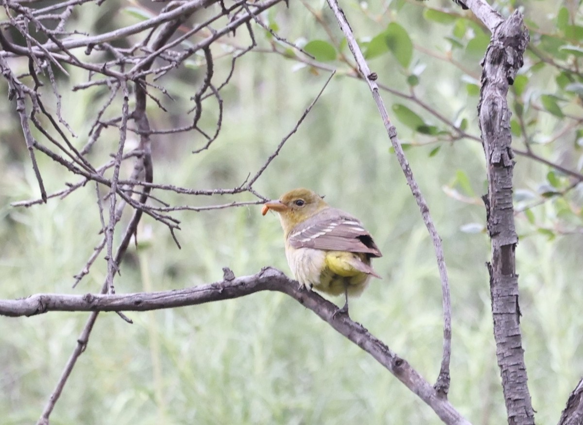 Western Tanager - ML618458472