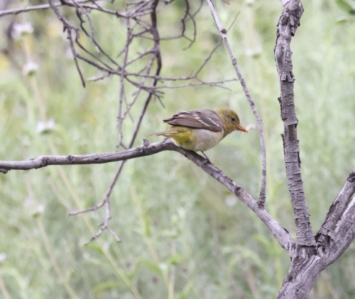 Western Tanager - ML618458473