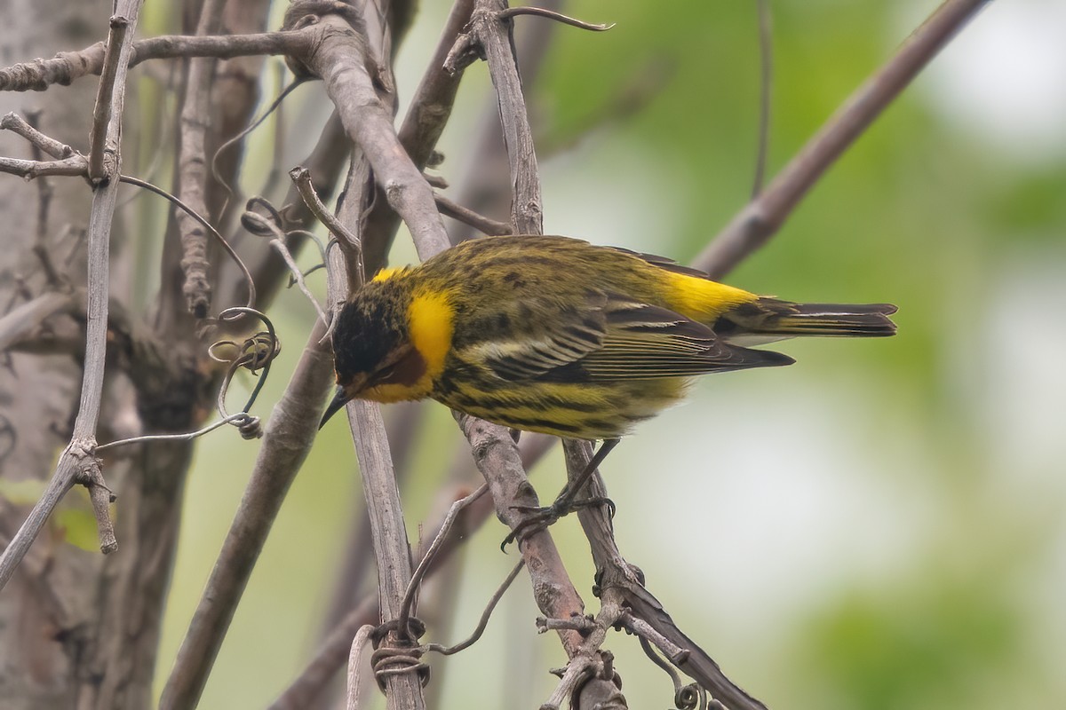 Cape May Warbler - ML618458496