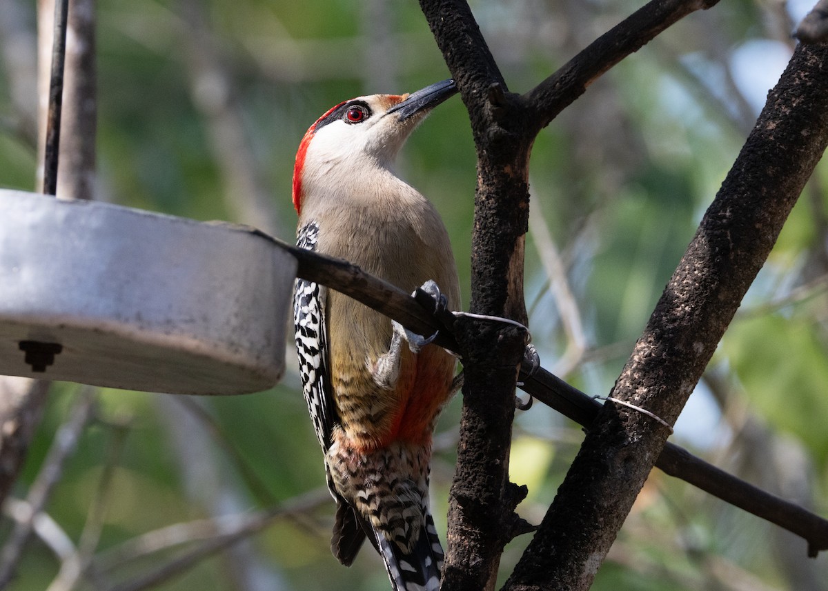 West Indian Woodpecker - ML618458504