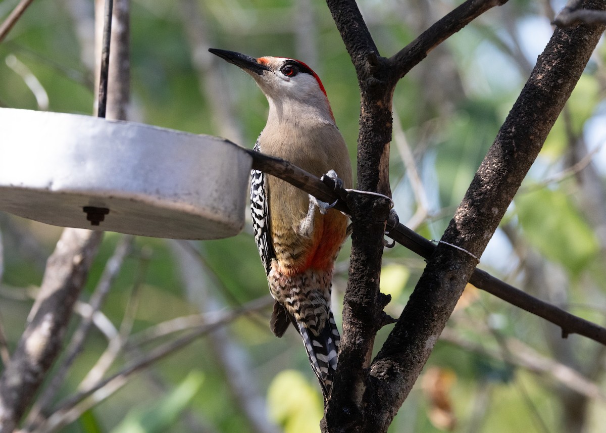 West Indian Woodpecker - ML618458505