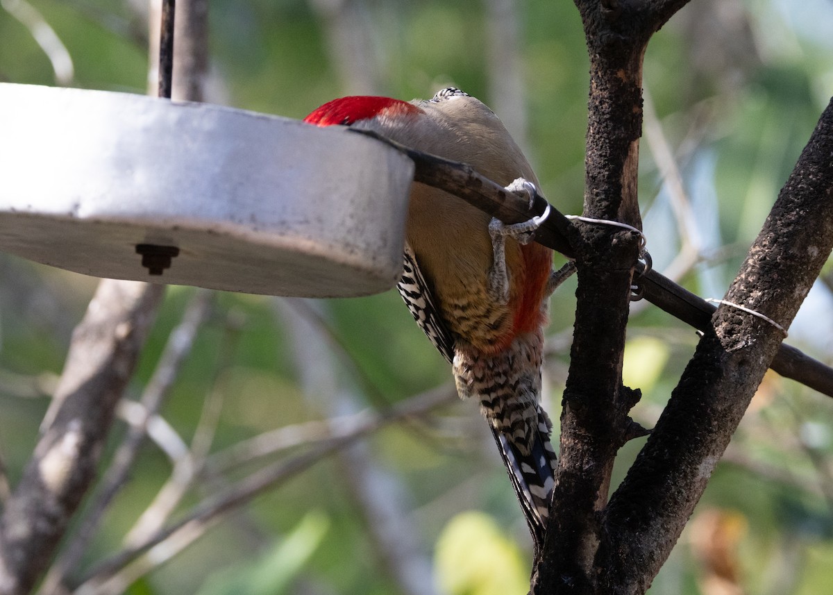 West Indian Woodpecker - ML618458507