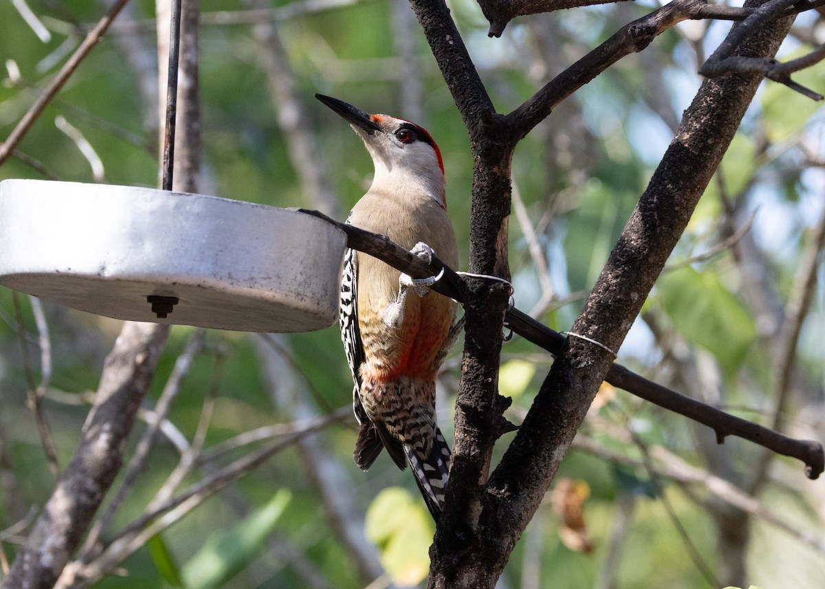 West Indian Woodpecker - ML618458508