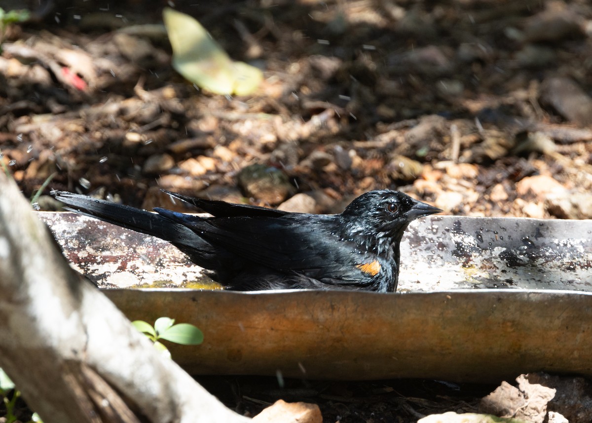 Tawny-shouldered Blackbird - ML618458547