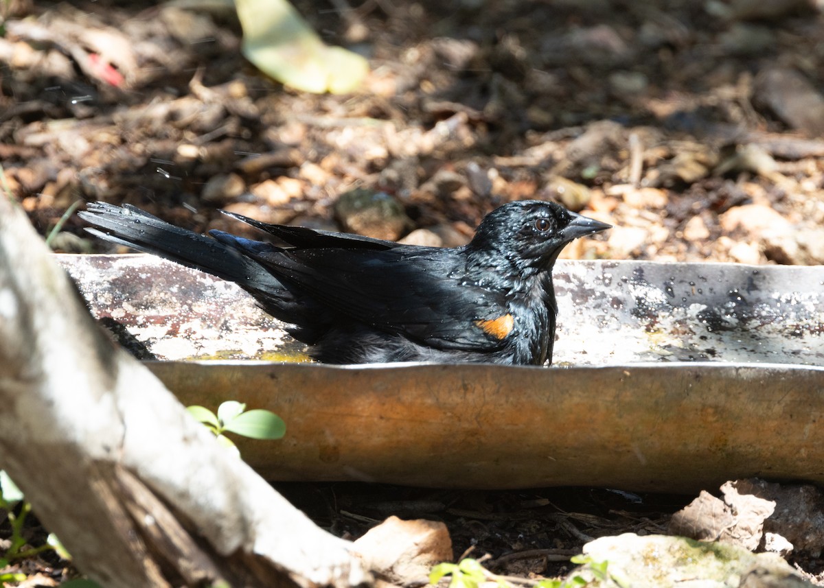 Tawny-shouldered Blackbird - ML618458549