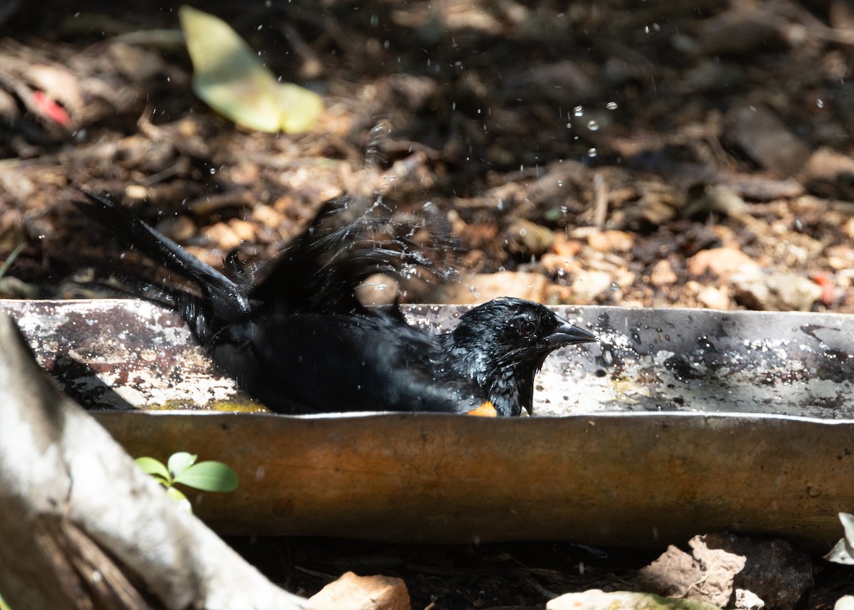 Tawny-shouldered Blackbird - ML618458550