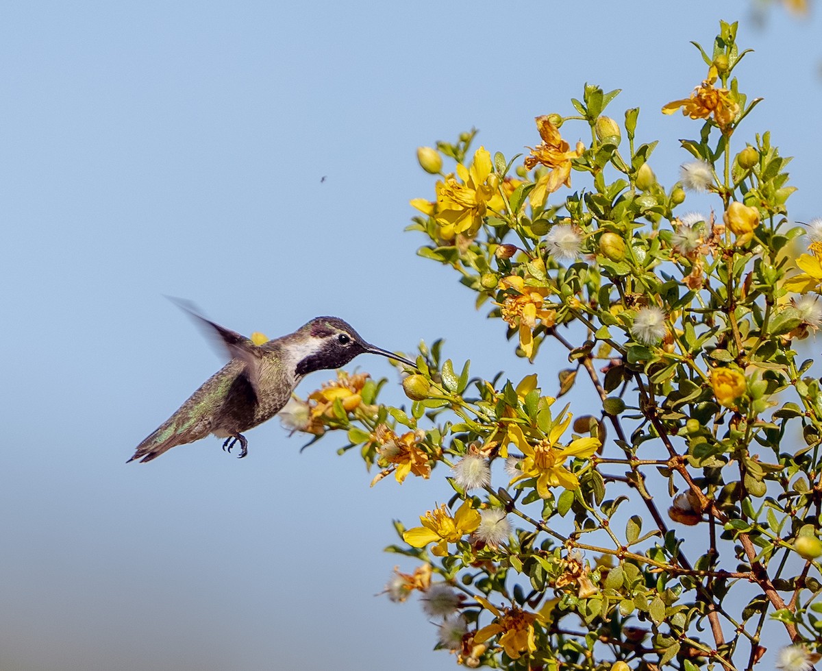 Costa's Hummingbird - ML618458674