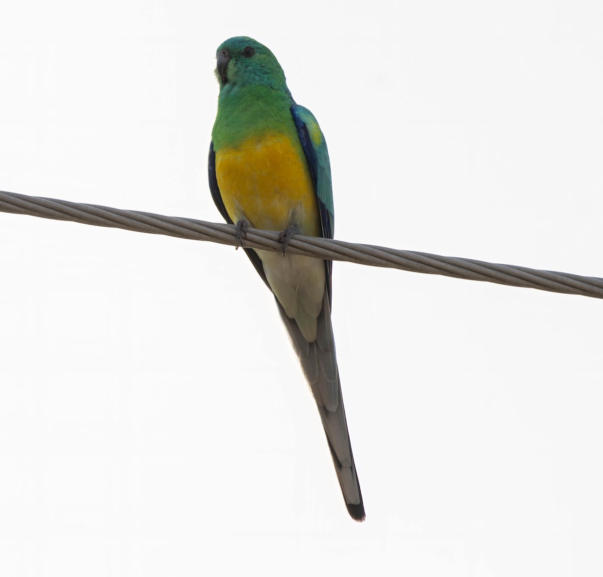 Red-rumped Parrot - ML618458701