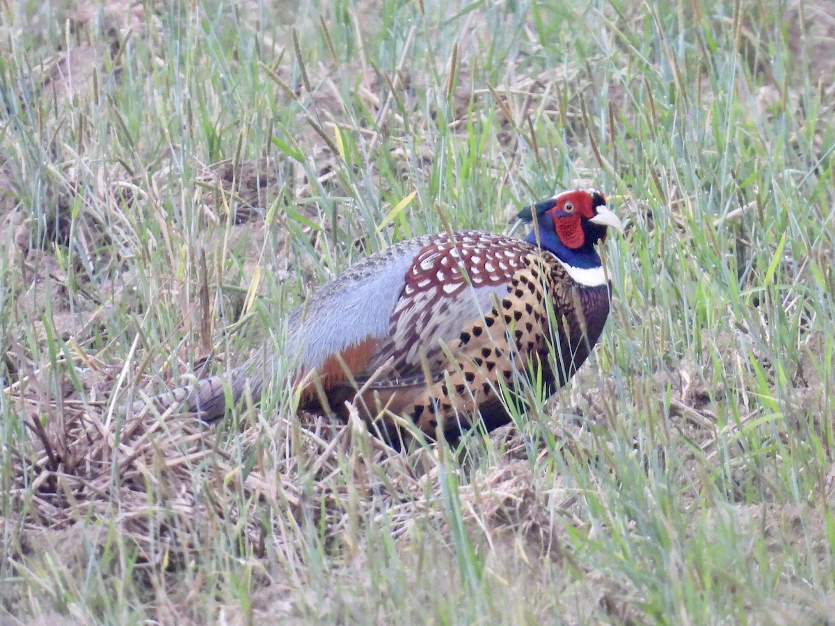Ring-necked Pheasant - ML618458703