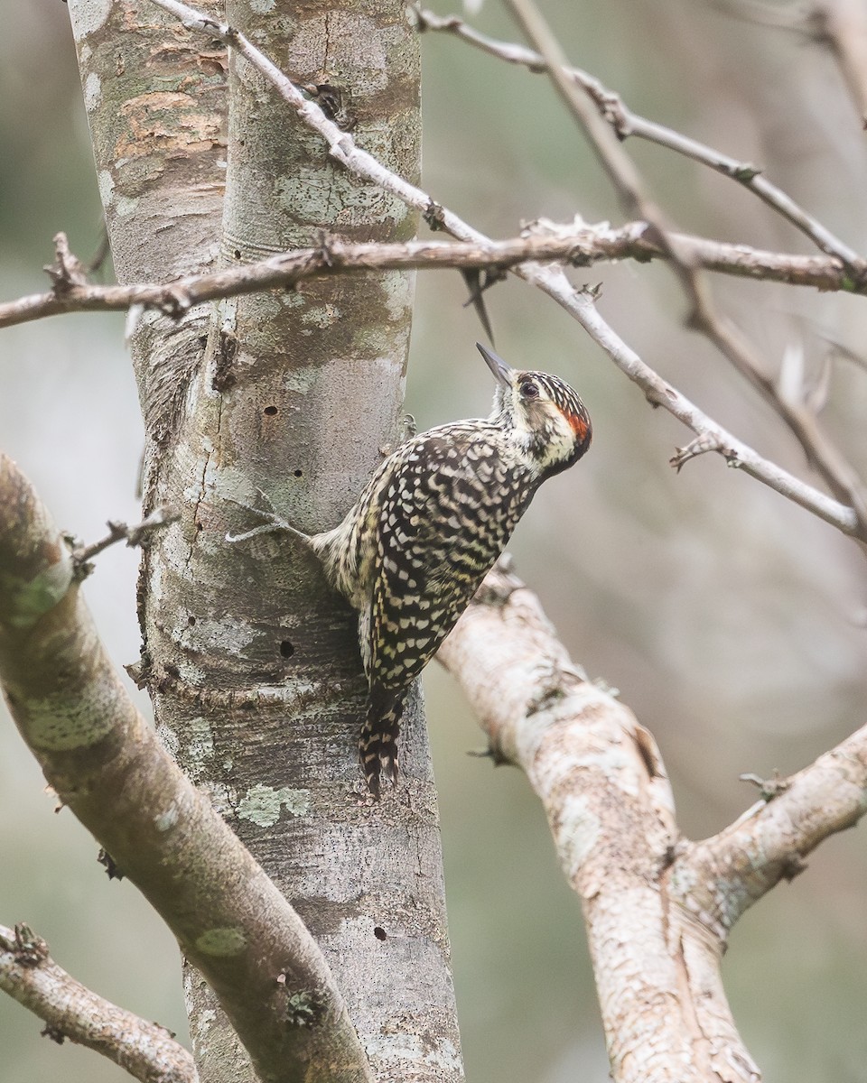 Checkered Woodpecker - ML618458727
