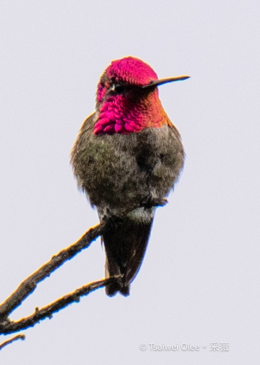 Anna's Hummingbird - ML618458735