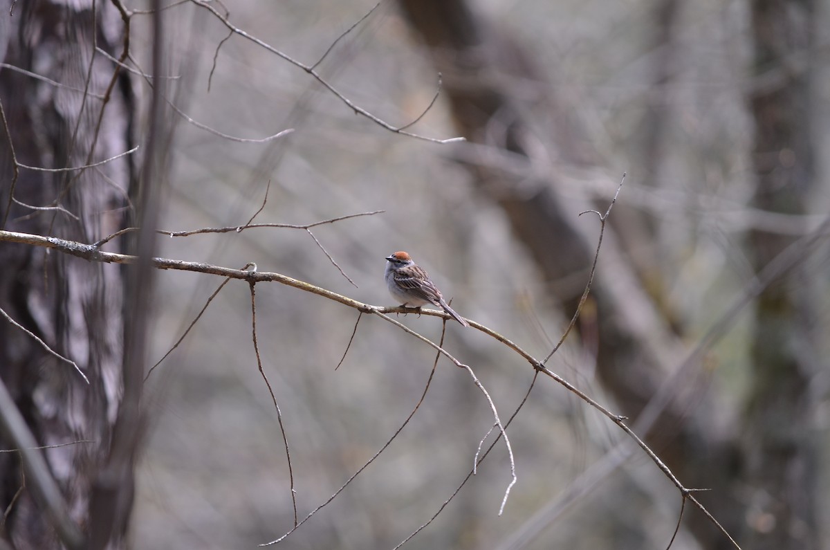Chipping Sparrow - ML618458764