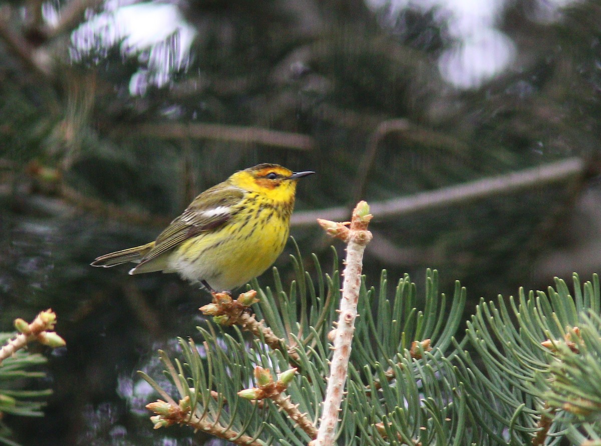 Cape May Warbler - ML618458778