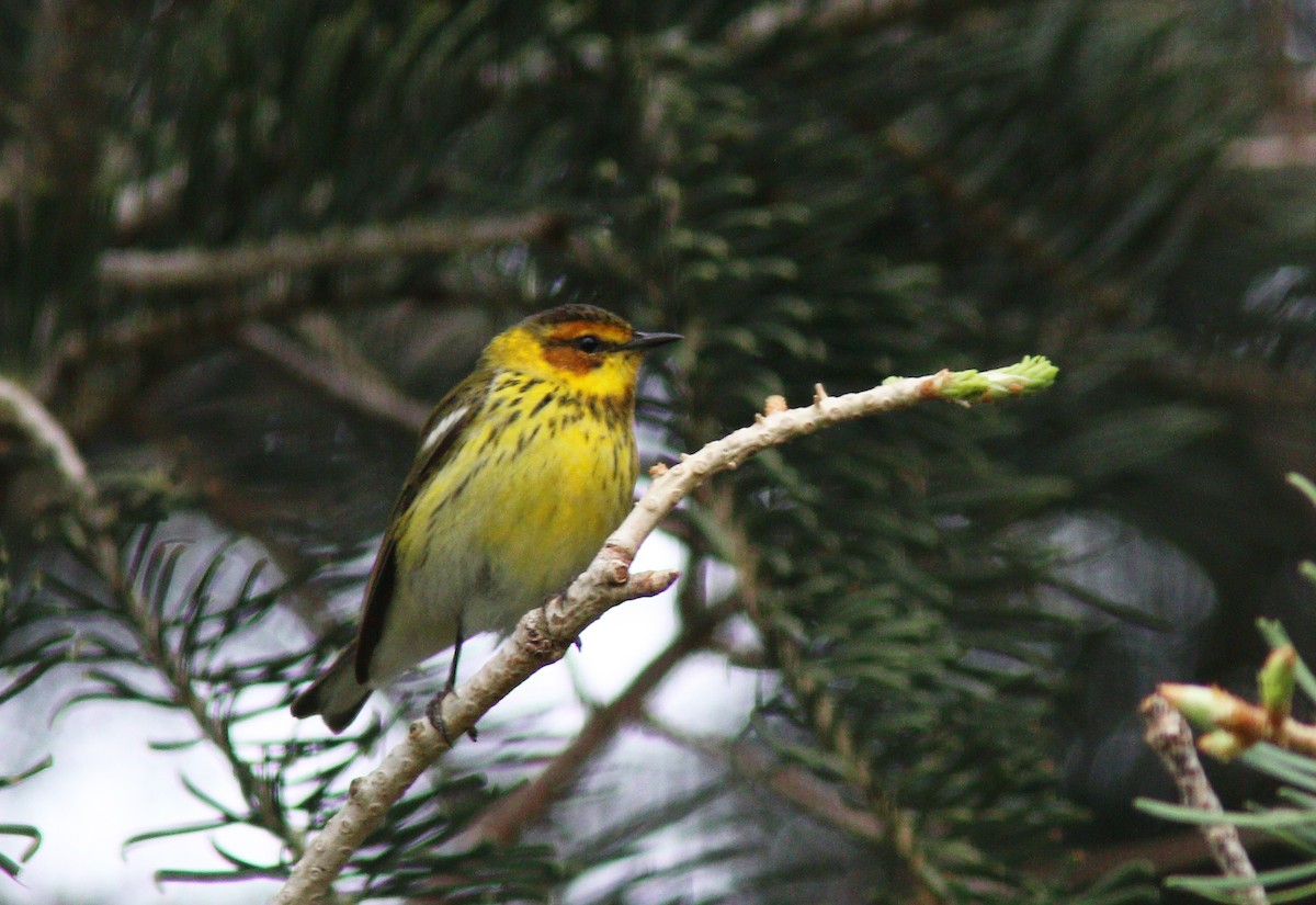 Cape May Warbler - ML618458779