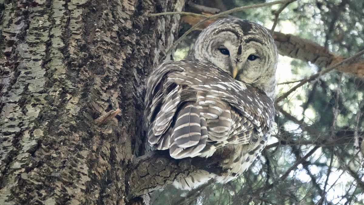 Barred Owl - ML618458897