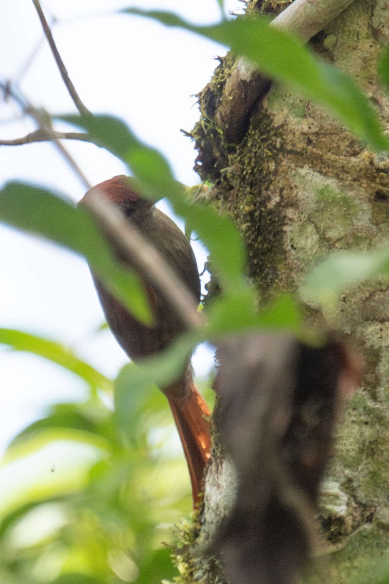 Olivaceous Woodcreeper (Amazonian) - ML618458941