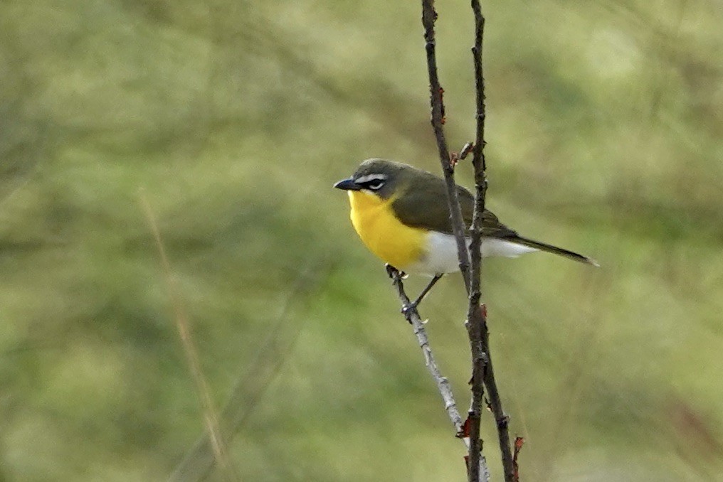 Yellow-breasted Chat - ML618458959