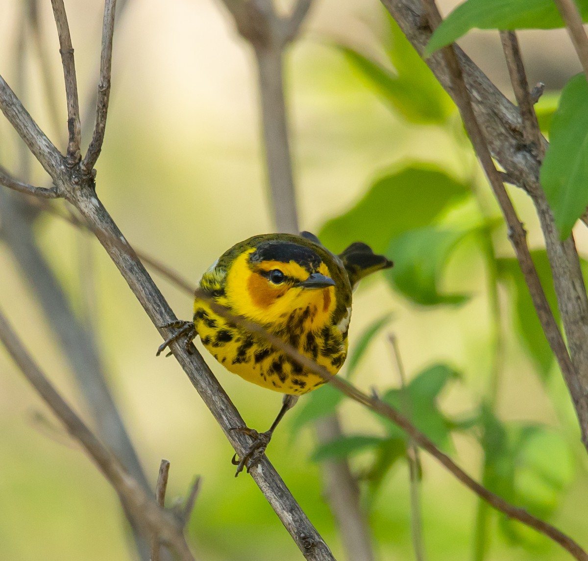 Cape May Warbler - ML618458960