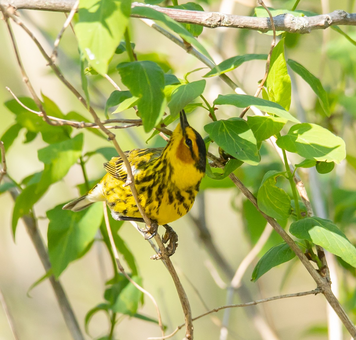 Cape May Warbler - ML618458961