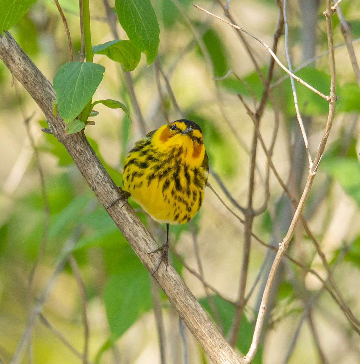 Cape May Warbler - ML618458962