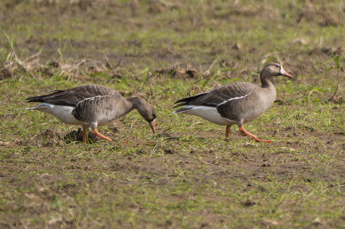 Greater White-fronted Goose - ML618459012