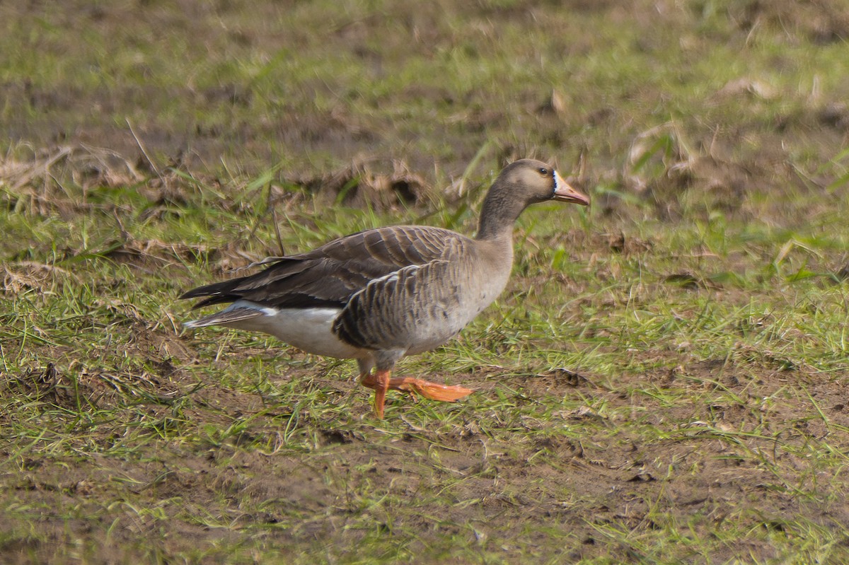 Greater White-fronted Goose - ML618459013
