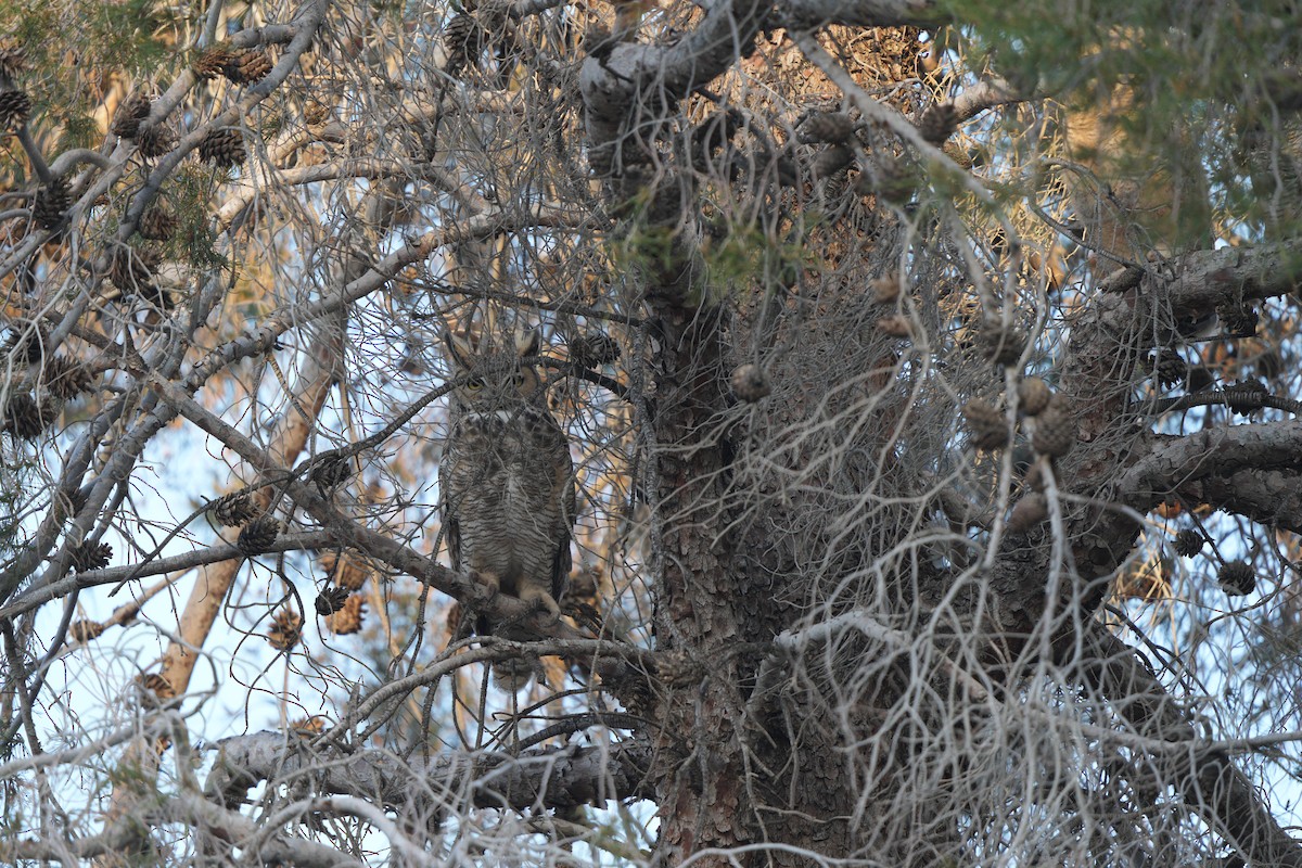 Great Horned Owl - ML618459028