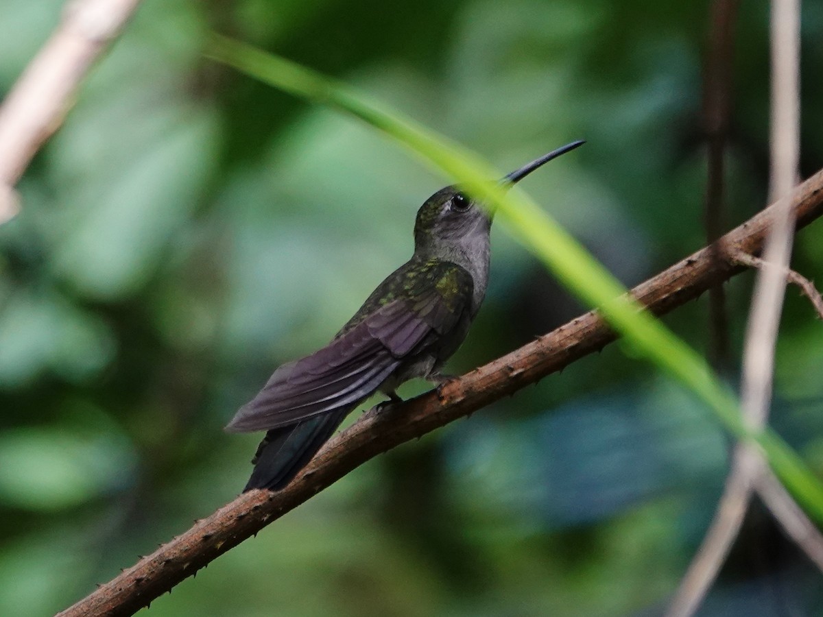 kolibřík šedoprsý (ssp. obscurus) - ML618459041