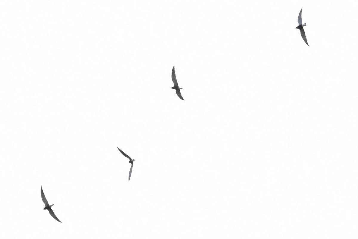 Black Tern (American) - ML618459048
