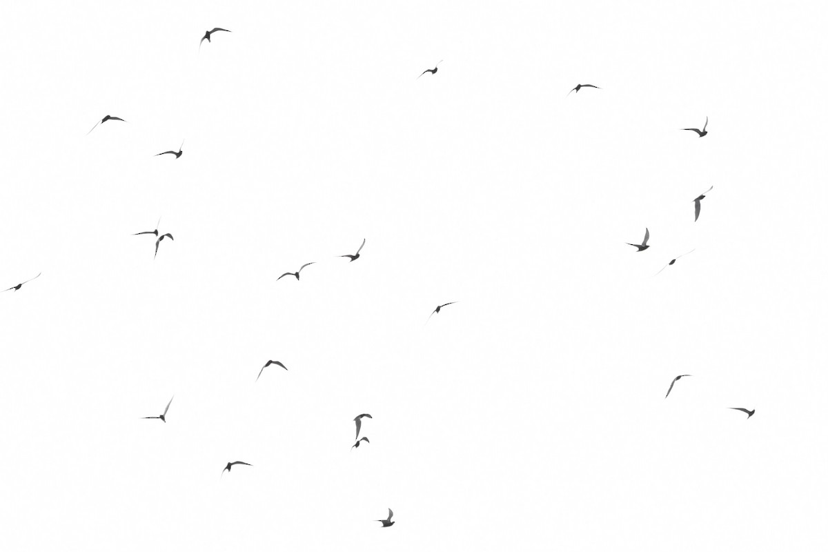 Black Tern (American) - ML618459049