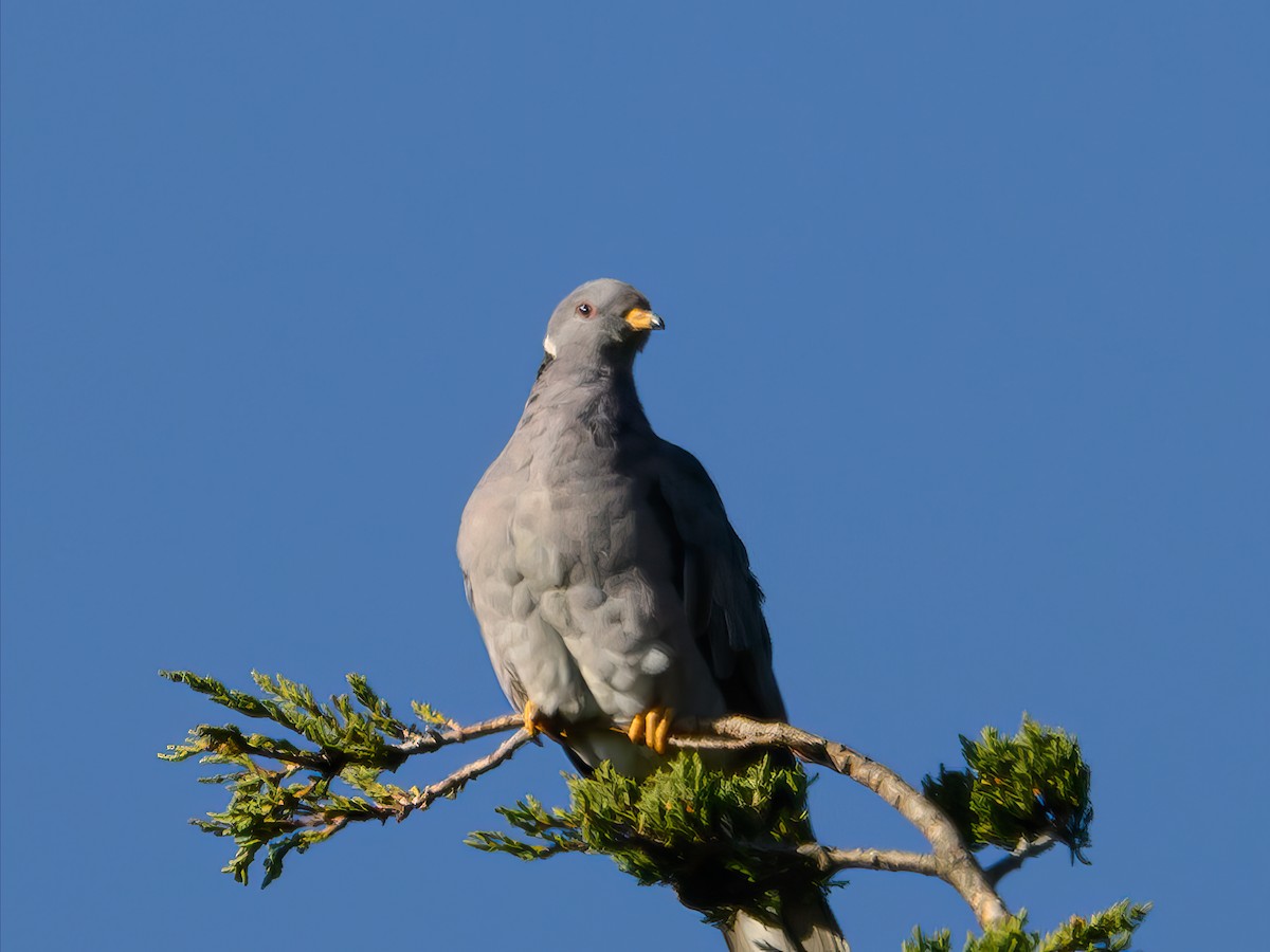 Band-tailed Pigeon - ML618459078