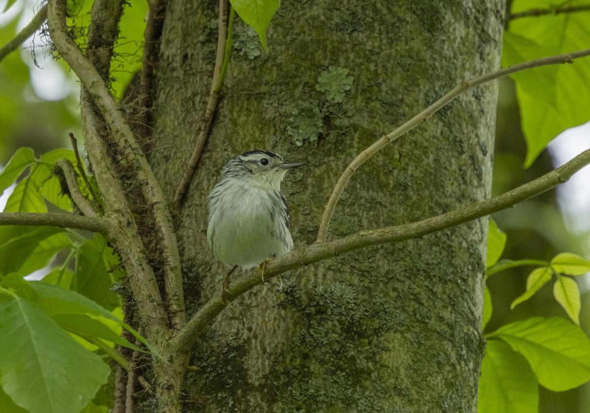Black-and-white Warbler - ML618459092