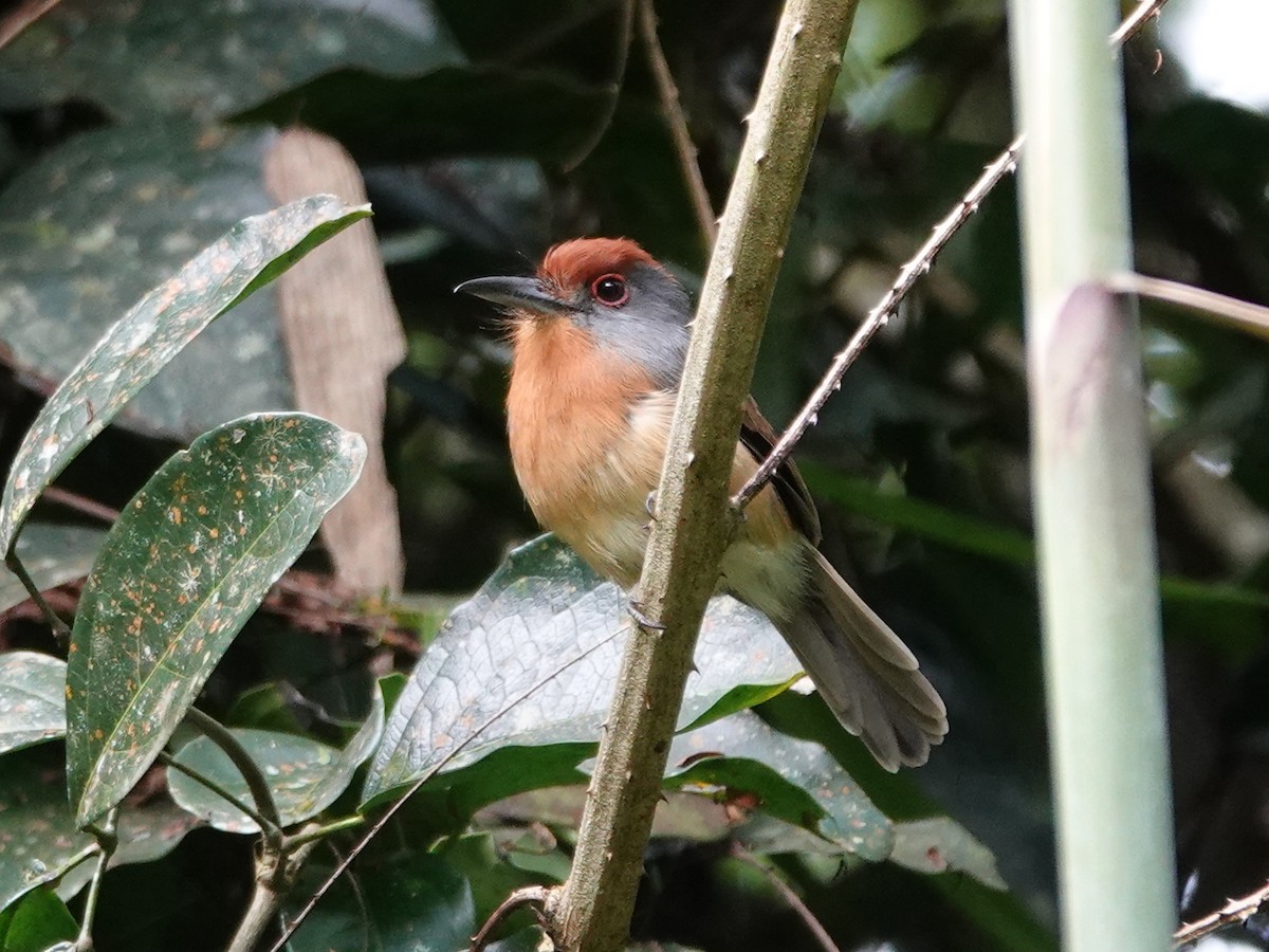 Rufous-capped Nunlet - ML618459100