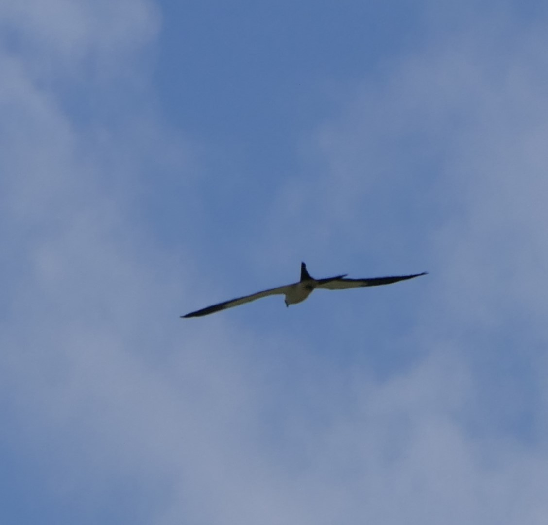 Swallow-tailed Kite - ML618459107