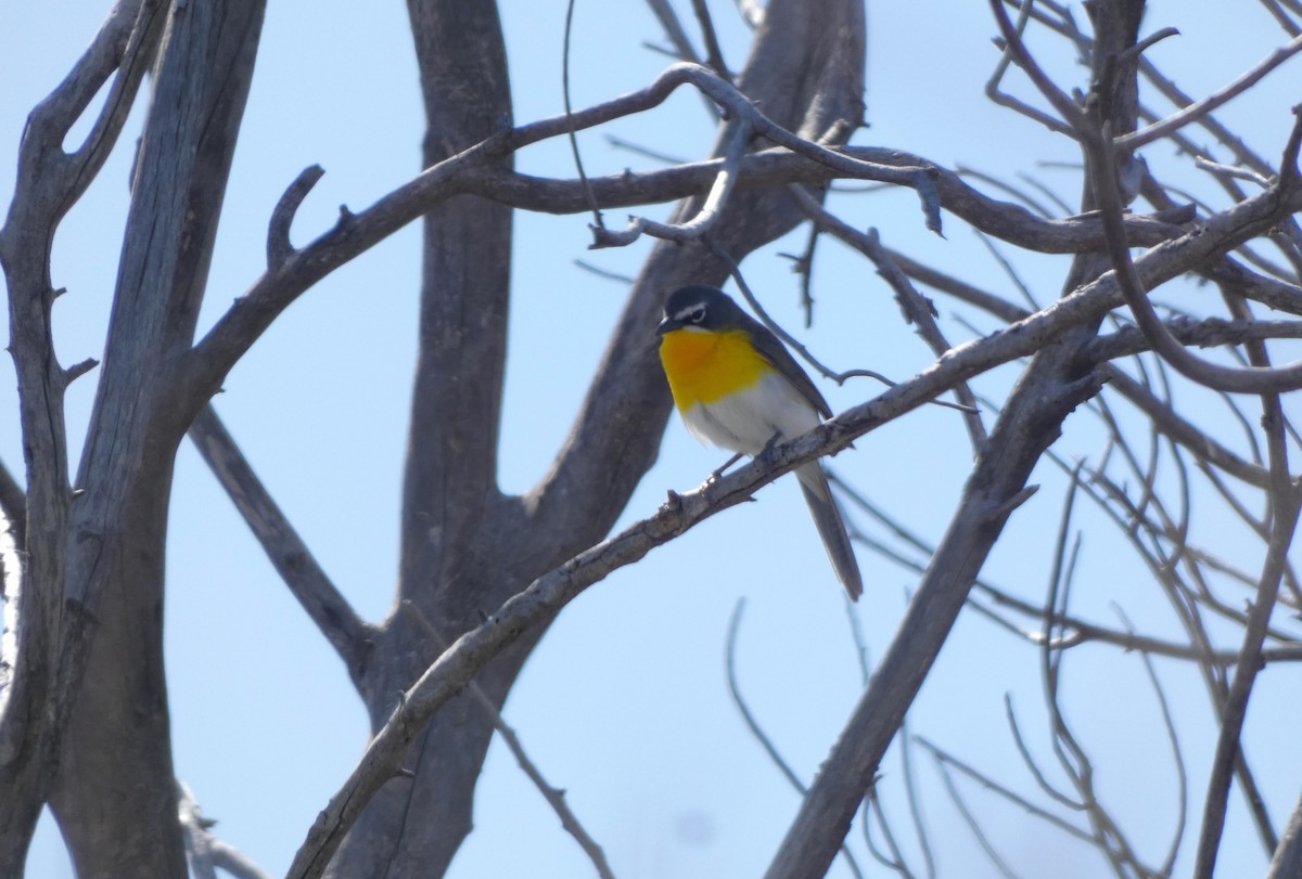 Yellow-breasted Chat - ML618459112