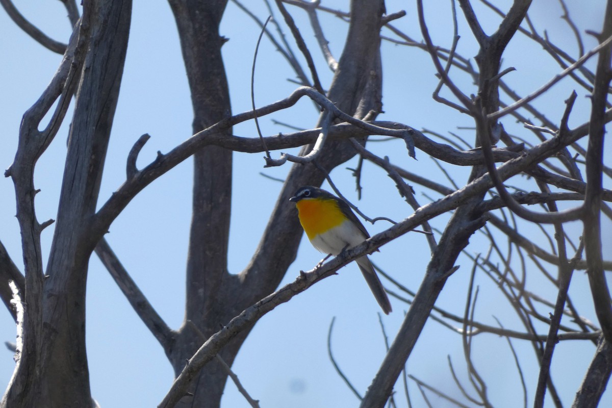 Yellow-breasted Chat - ML618459114