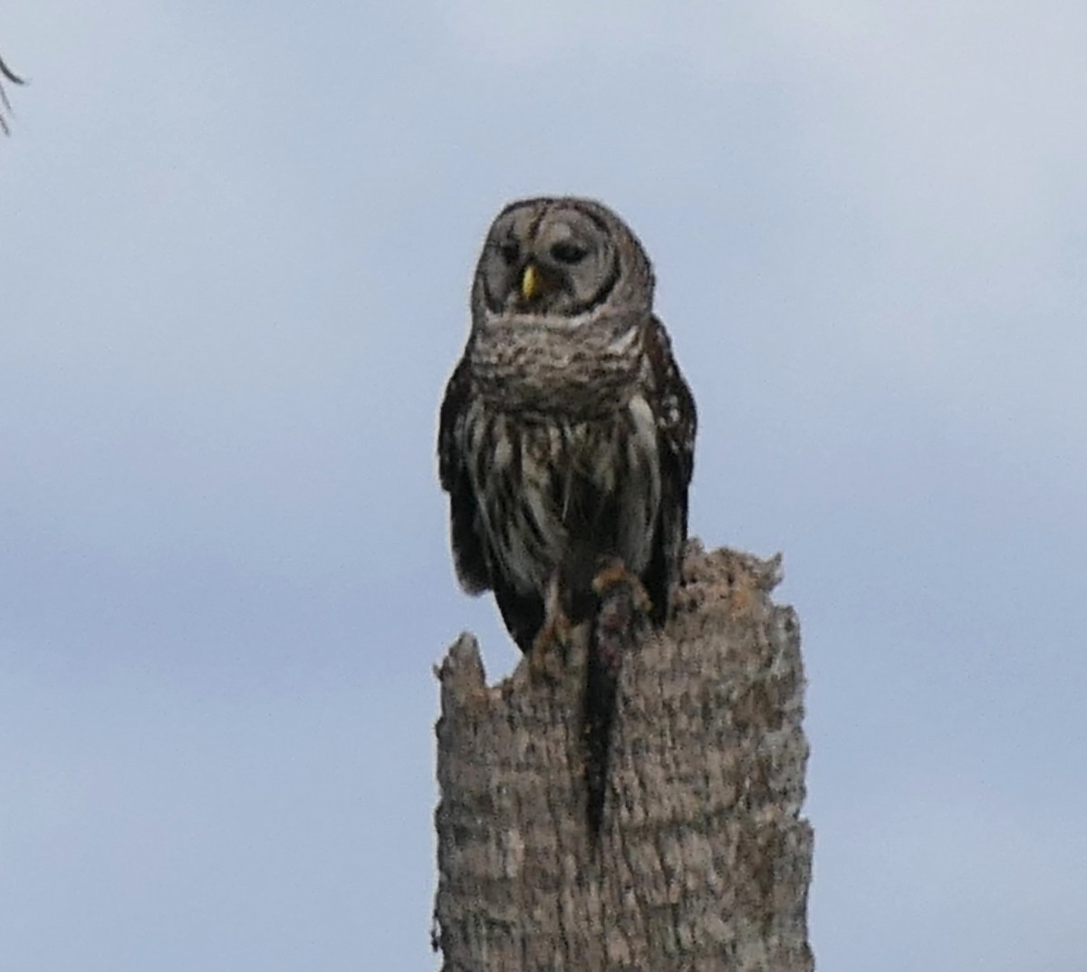 Barred Owl - ML618459128
