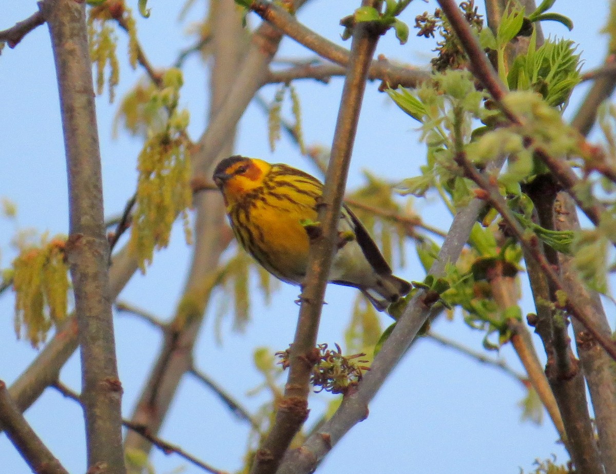 Cape May Warbler - ML618459133