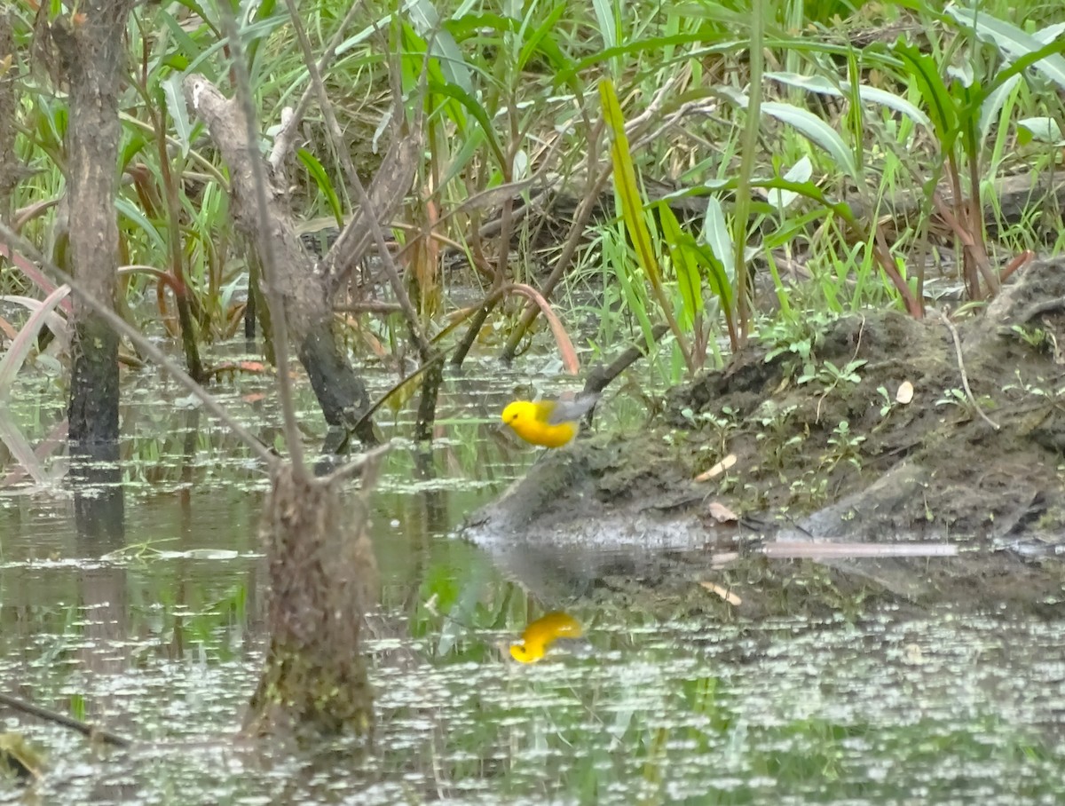 Prothonotary Warbler - ML618459145