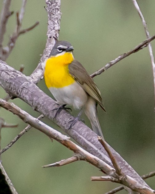 Yellow-breasted Chat - ML618459163
